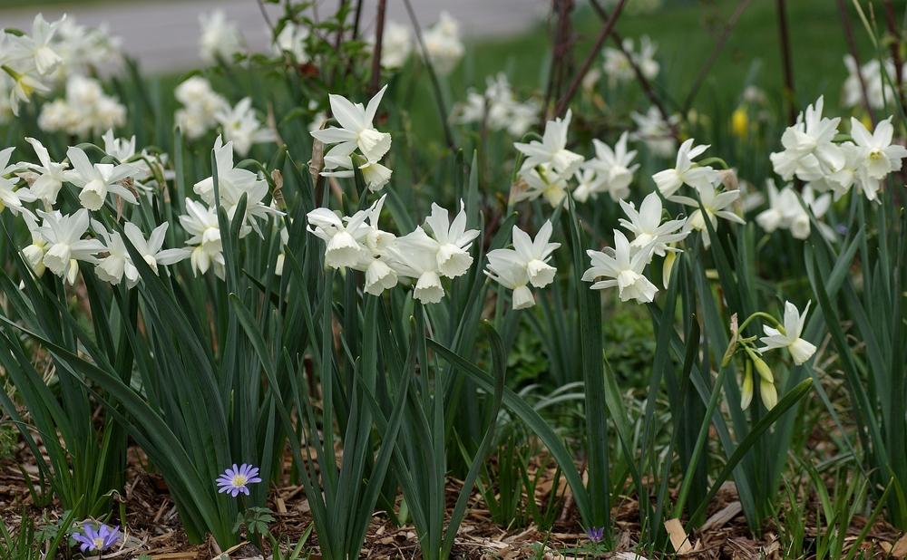 Photo of Triandrus Daffodil (Narcissus 'Thalia') uploaded by dirtdorphins