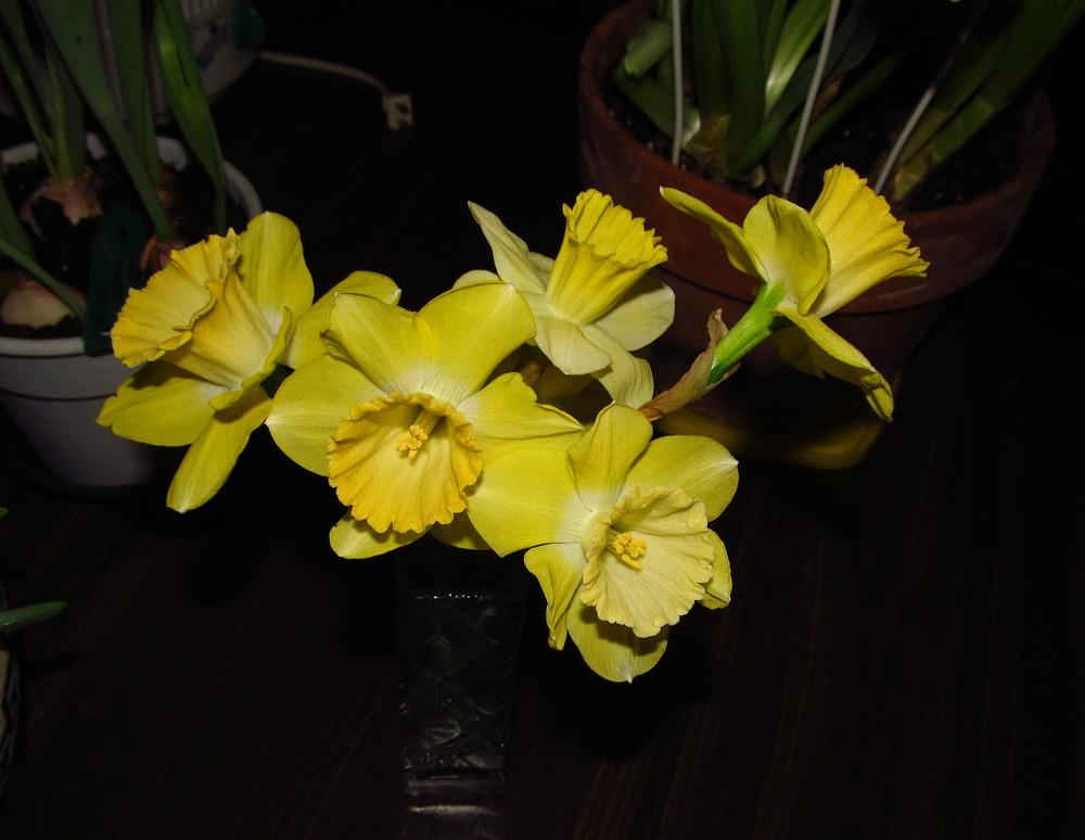 Photo of Trumpet Daffodil (Narcissus 'Galactic Star') uploaded by jmorth
