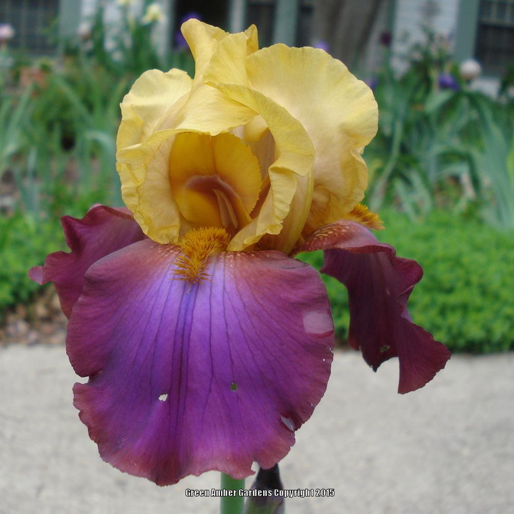 Photo of Tall Bearded Iris (Iris 'Milestone') uploaded by lovemyhouse