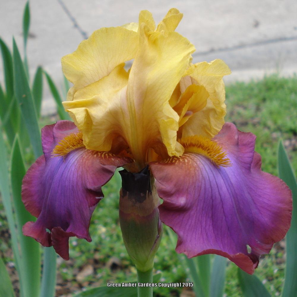 Photo of Tall Bearded Iris (Iris 'Milestone') uploaded by lovemyhouse