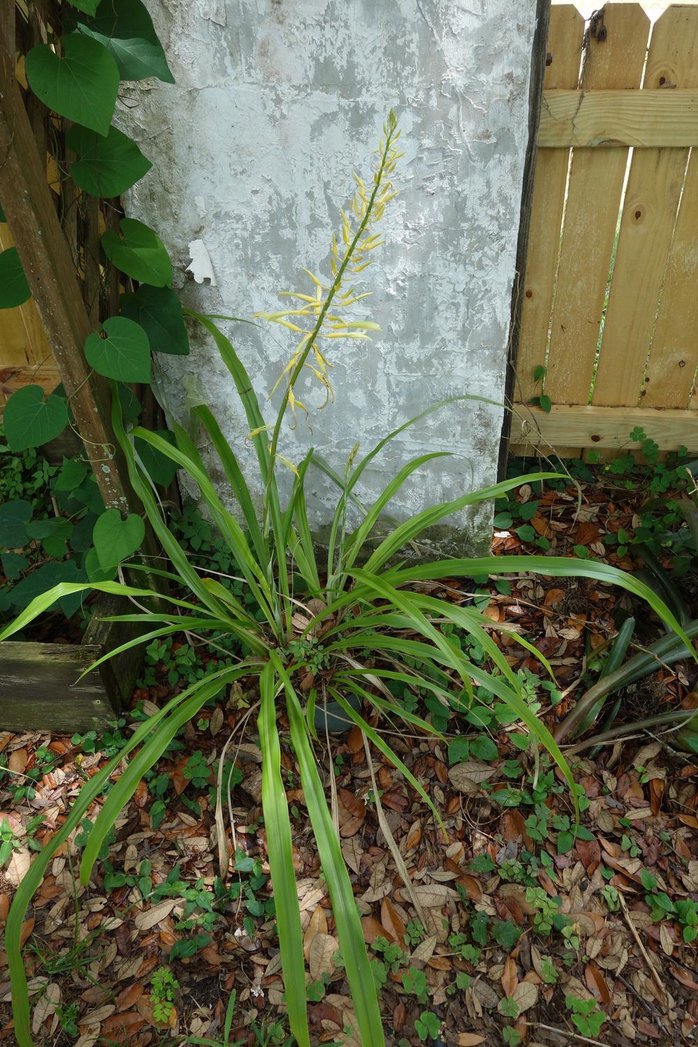 Photo of Bromeliad (Pitcairnia xanthocalyx) uploaded by mellielong