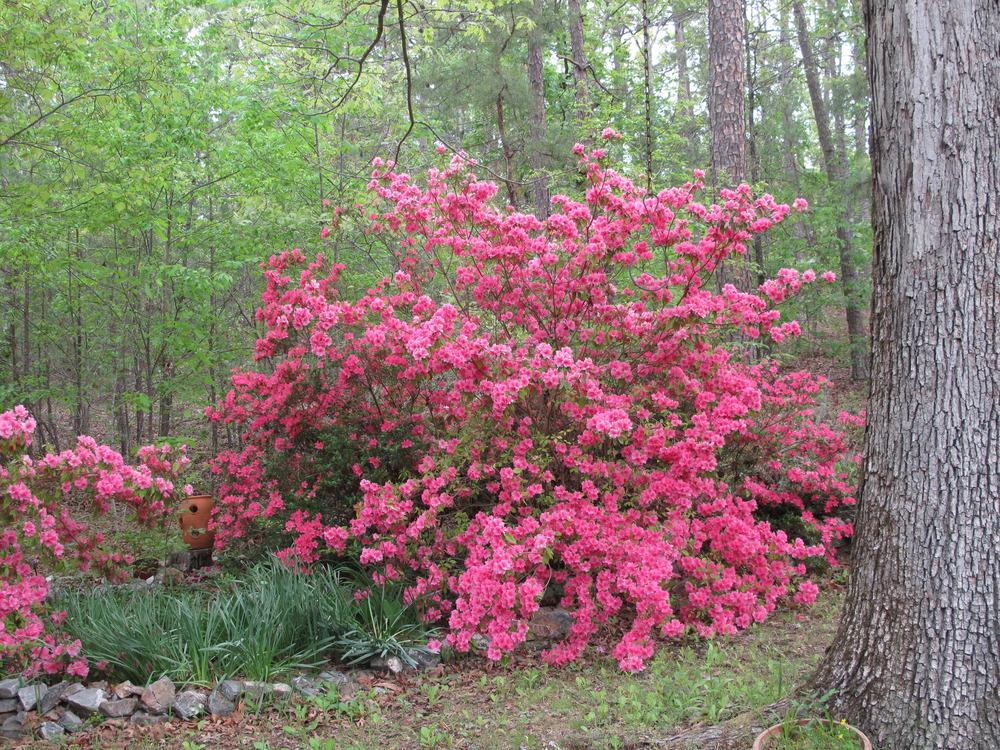 Photo of Azalea (Rhododendron 'Pink Ruffles') uploaded by rocklady