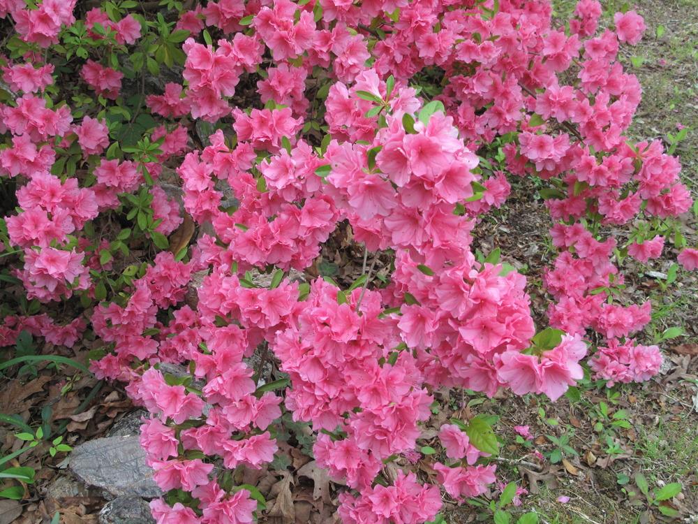 Photo of Azalea (Rhododendron 'Pink Ruffles') uploaded by rocklady
