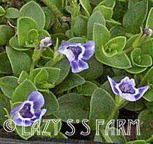 Photo of False Pimpernel (Lindernia grandiflora) uploaded by Joy