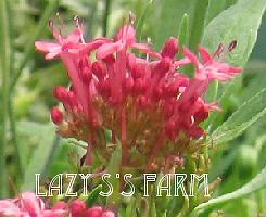 Photo of Red Valerian (Centranthus ruber 'Coccineus') uploaded by Joy