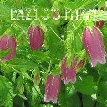 Photo of Spotted Bellflower (Campanula punctata 'Cherry Bells') uploaded by Joy
