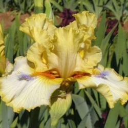 Location: Catheys Valley CA
Date: 4-14-2015
Photo courtesy of Superstition Iris Gardens, posted with permissi