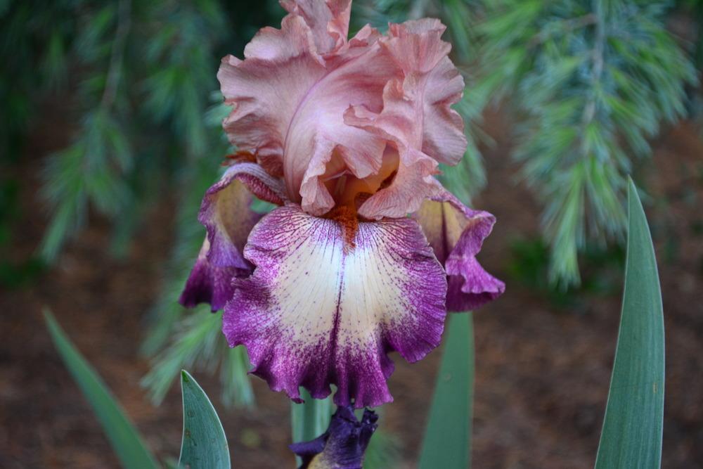 Photo of Tall Bearded Iris (Iris 'Birthday Surprise') uploaded by Phillipb2
