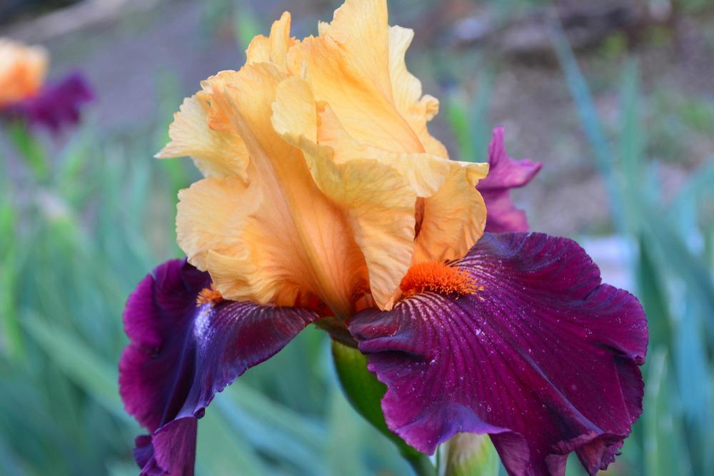 Photo of Tall Bearded Iris (Iris 'Idol') uploaded by Phillipb2