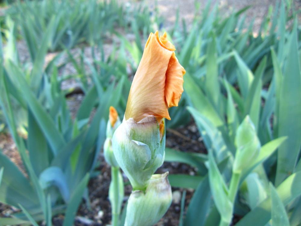 Photo of Tall Bearded Iris (Iris 'Private Treasure') uploaded by UndertheSun