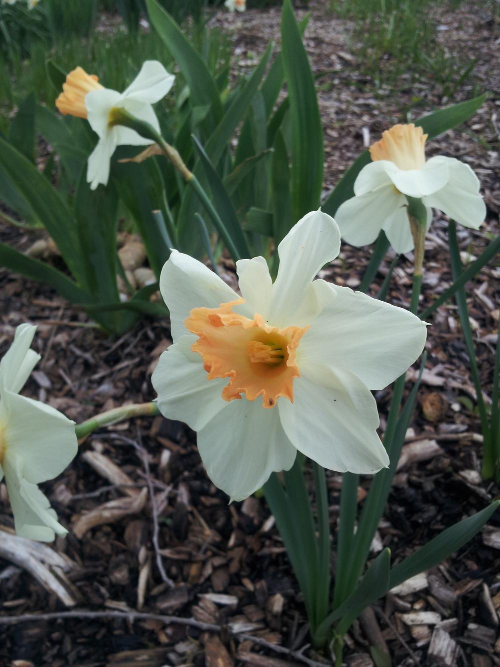Photo of Large Cupped Daffodil (Narcissus 'Louise de Coligny') uploaded by gemini_sage