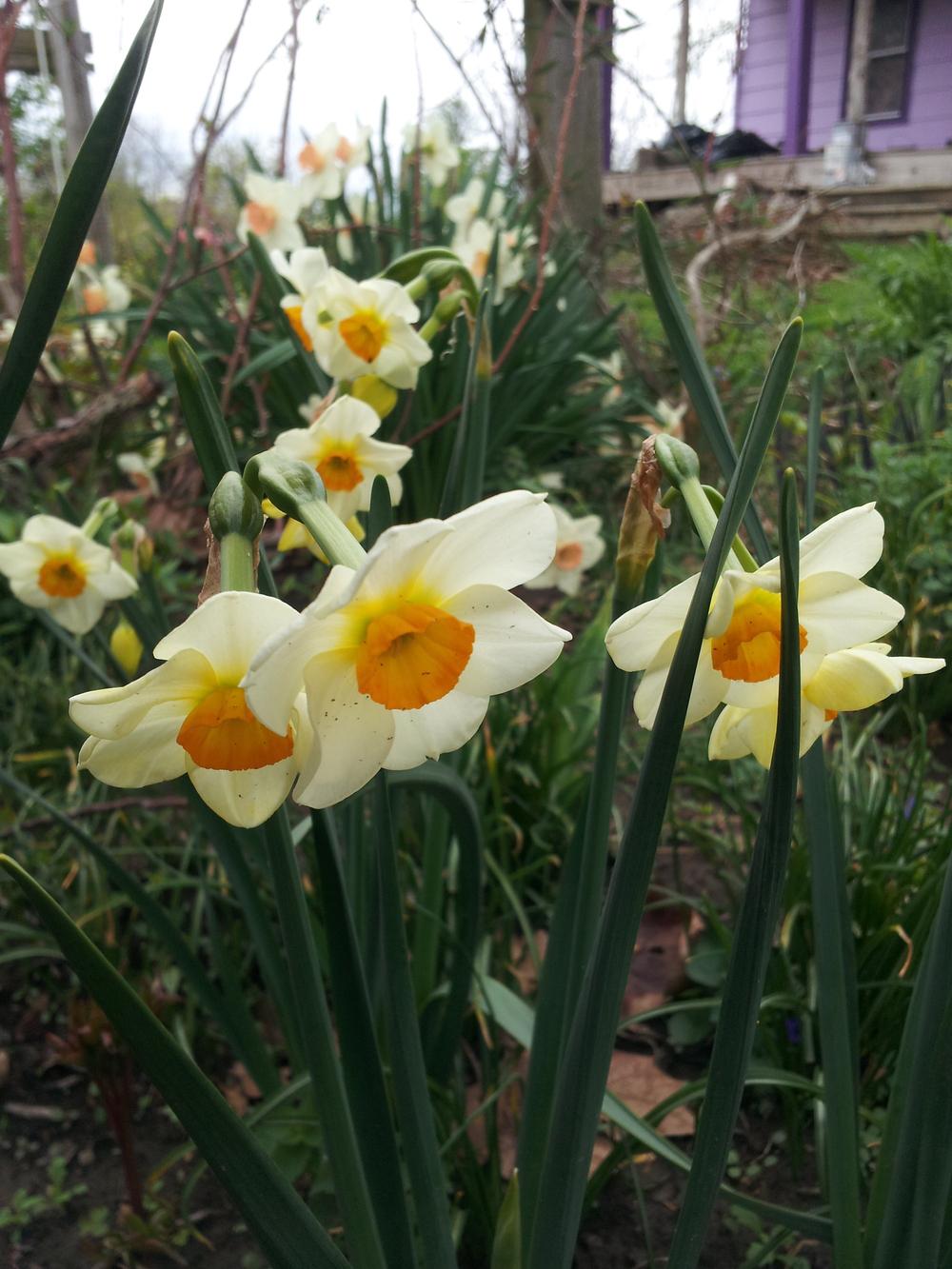 Photo of Jonquilla Daffodil (Narcissus 'Beautiful Eyes') uploaded by gemini_sage
