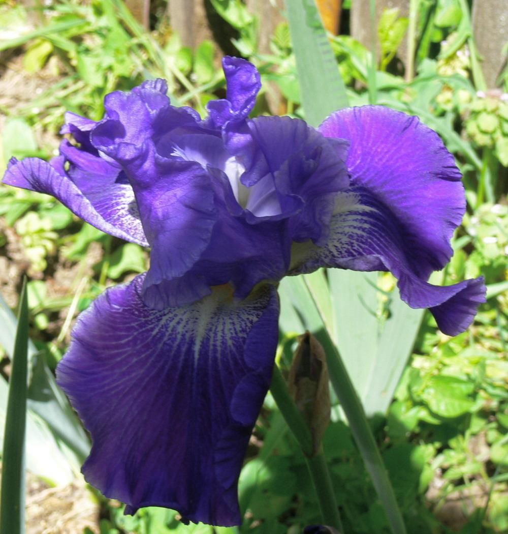 Photo of Tall Bearded Iris (Iris 'Daughter of Stars') uploaded by janwax