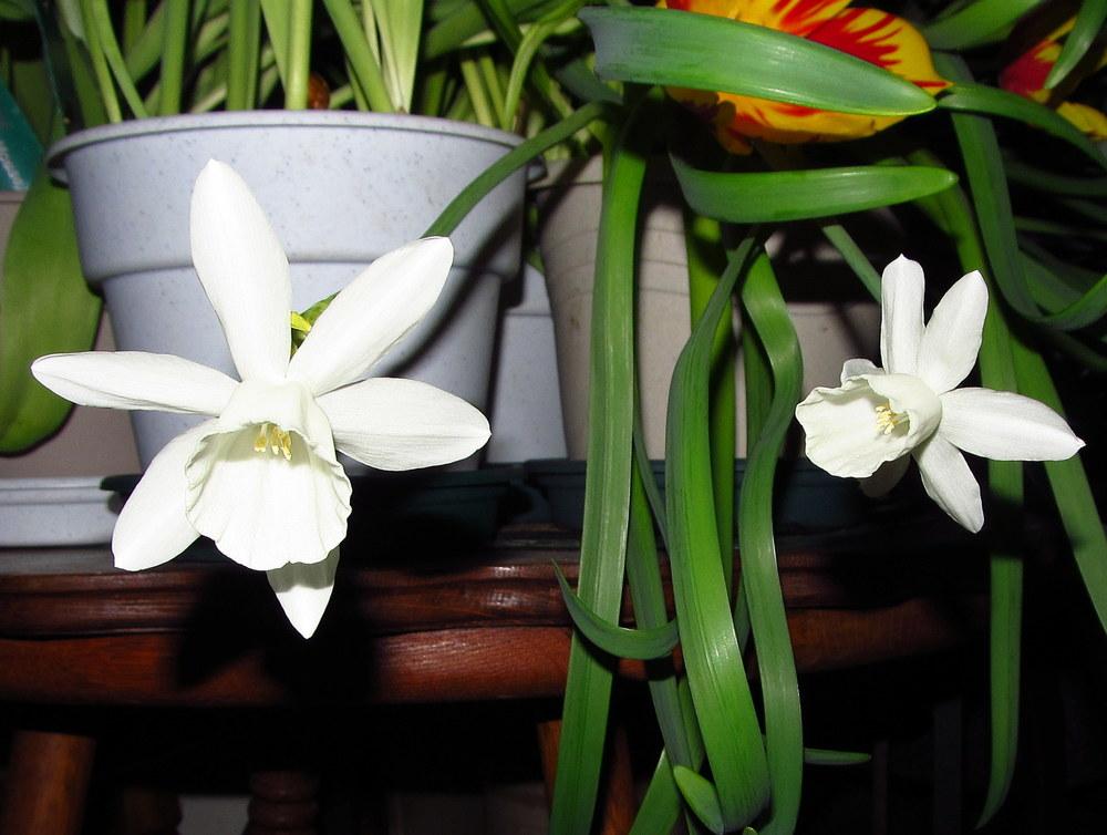 Photo of Triandrus Daffodil (Narcissus 'Horn of Plenty') uploaded by jmorth