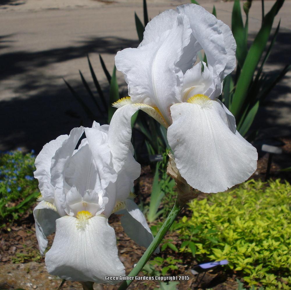 Photo of Tall Bearded Iris (Iris 'Crystal Beauty') uploaded by lovemyhouse