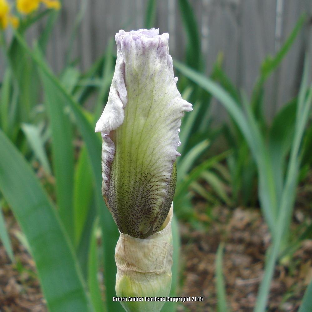 Photo of Tall Bearded Iris (Iris 'Hi There Gorgeous') uploaded by lovemyhouse