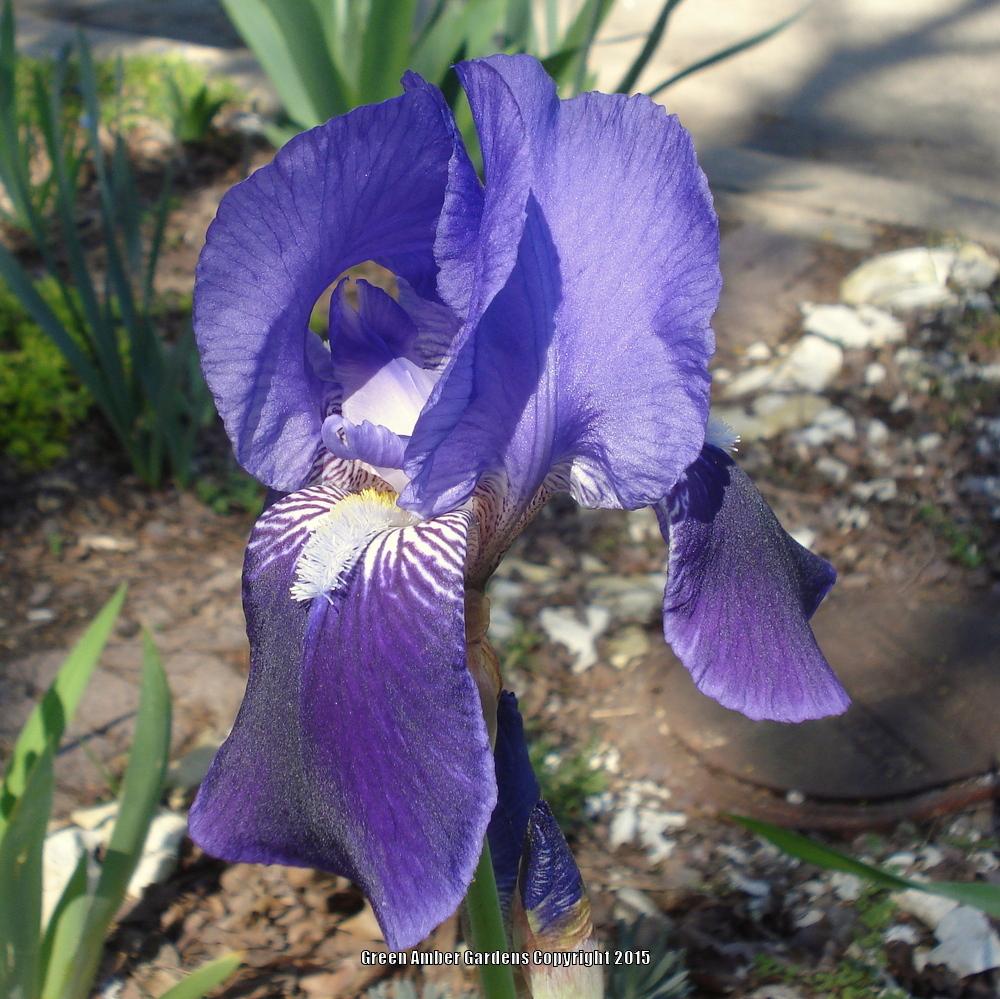 Photo of Species Iris (Iris x germanica) uploaded by lovemyhouse