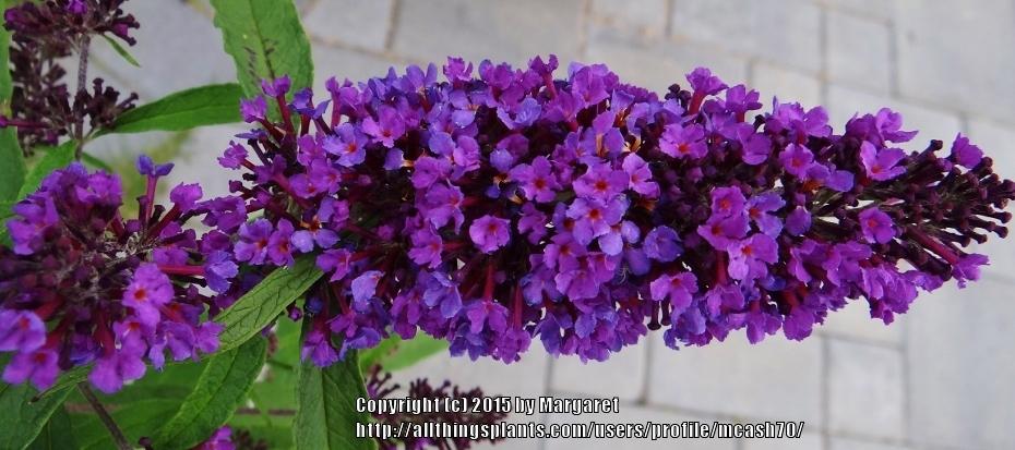 Photo of Butterfly Bush (Buddleja davidii English Butterfly™ Purple Emperor) uploaded by mcash70