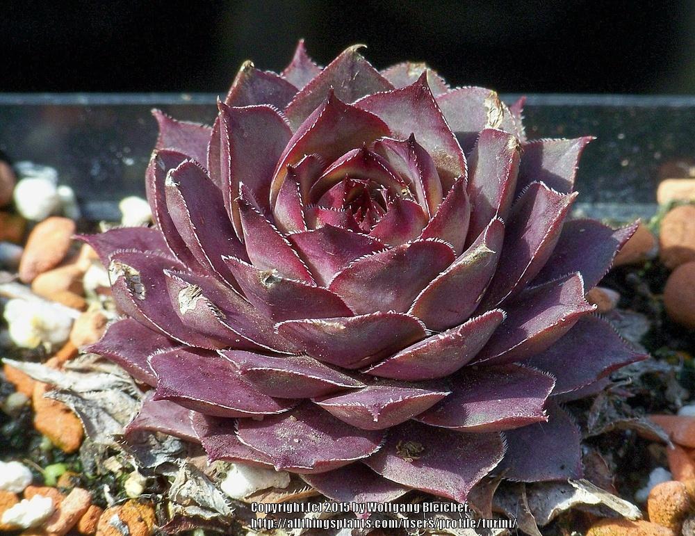 Photo of Hen and Chicks (Sempervivum 'Rofra') uploaded by turini