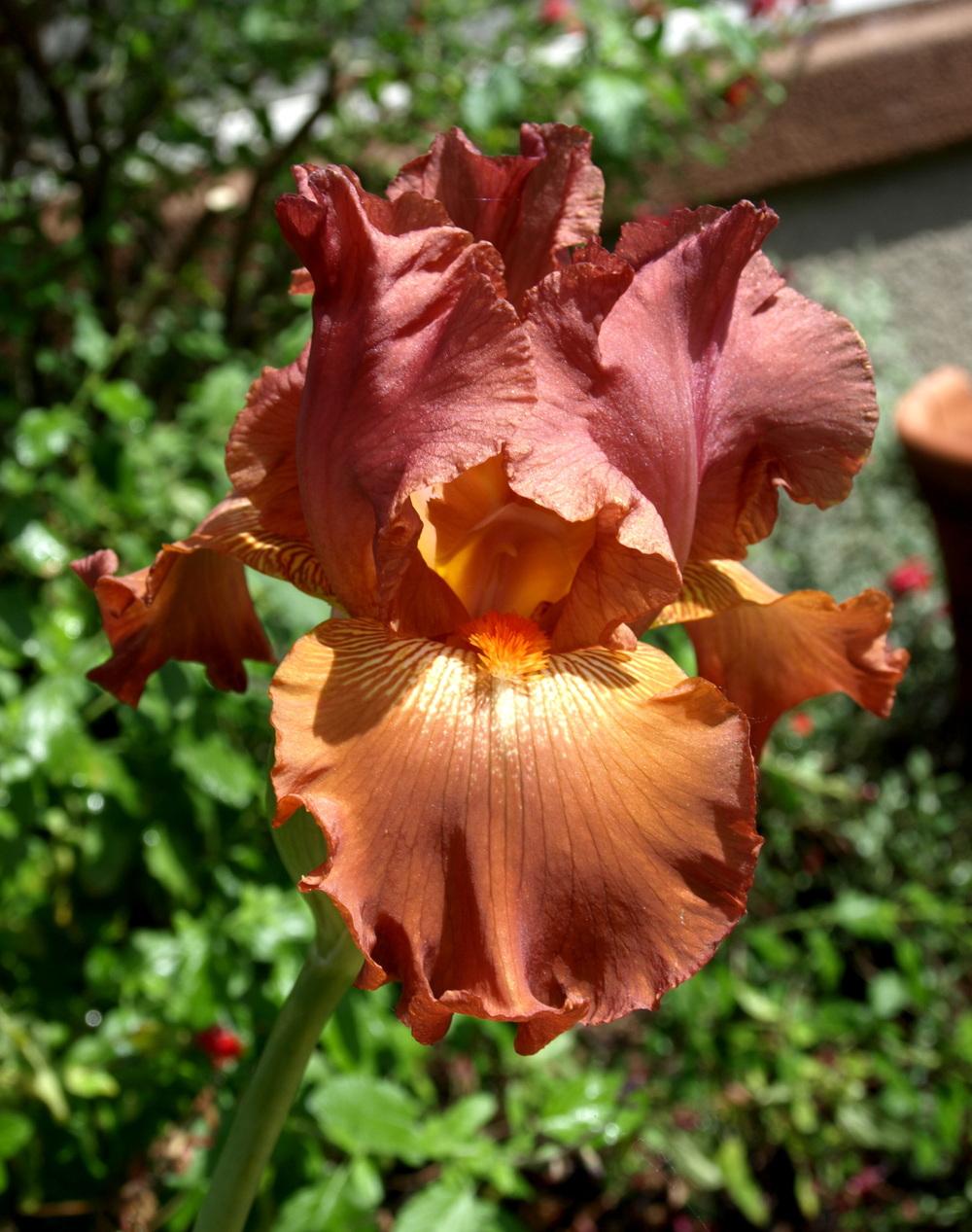 Photo of Tall Bearded Iris (Iris 'Copper Classic') uploaded by Ecograndma