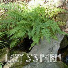 Photo of Ferny Corydalis (Corydalis cheilanthifolia) uploaded by Joy