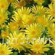 Photo of Yellow Ice Plant (Delosperma nubigenum) uploaded by Joy
