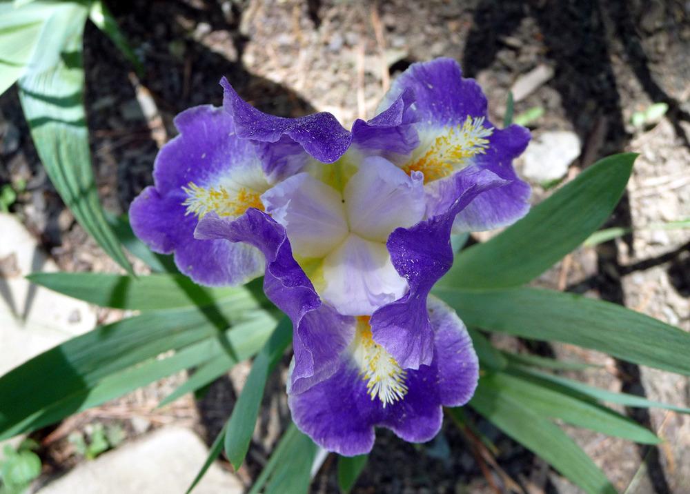 Photo of Standard Dwarf Bearded Iris (Iris 'Quench') uploaded by Lestv