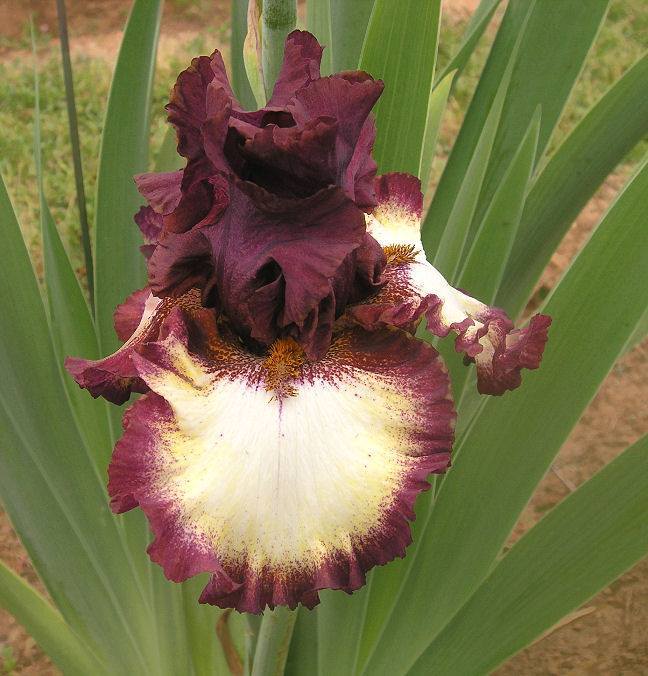 Photo of Tall Bearded Iris (Iris 'Class Ring') uploaded by Misawa77
