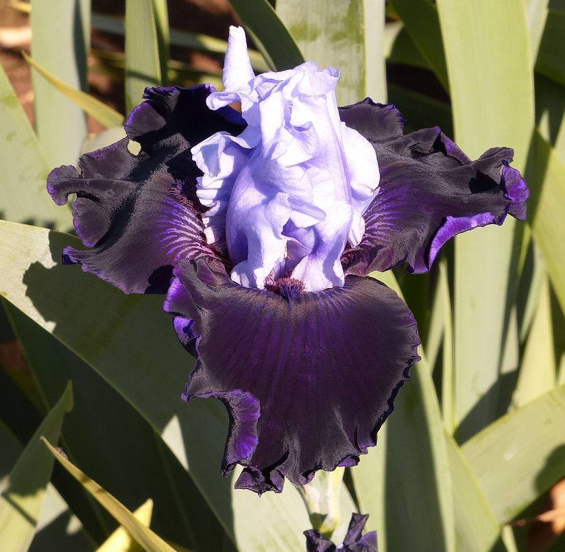 Photo of Tall Bearded Iris (Iris 'Wicked Good') uploaded by Misawa77
