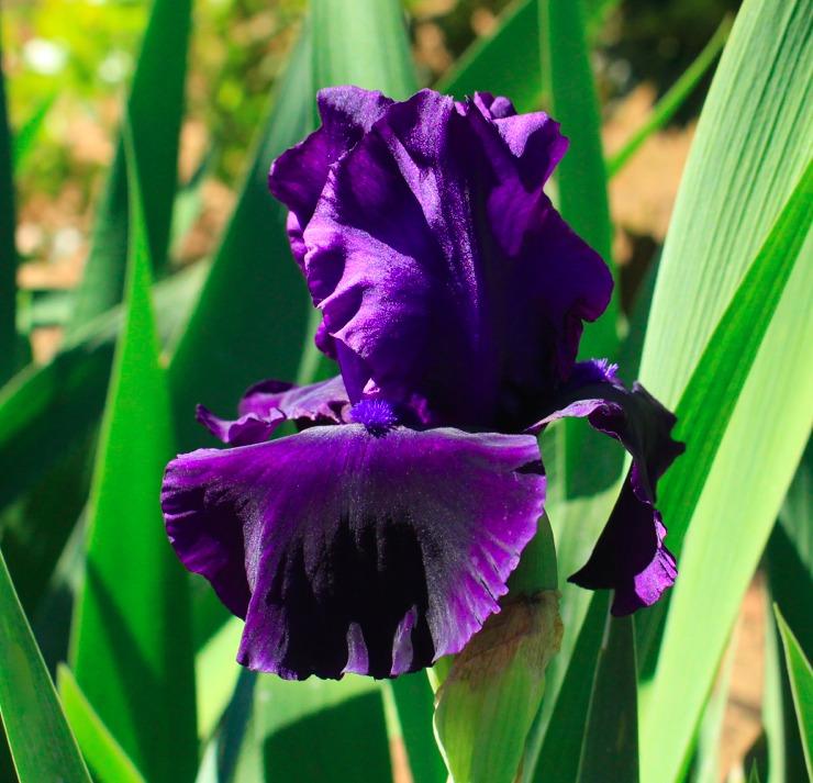 Photo of Tall Bearded Iris (Iris 'Holy Night') uploaded by Moiris