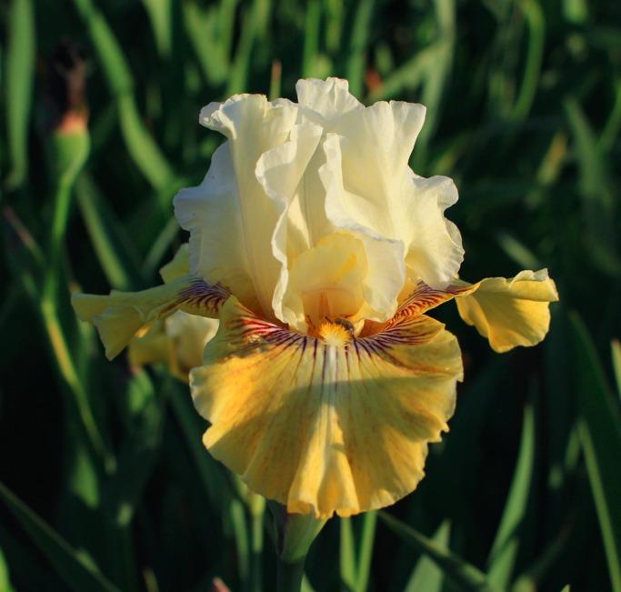 Photo of Tall Bearded Iris (Iris 'Fancy a Flutter') uploaded by Moiris