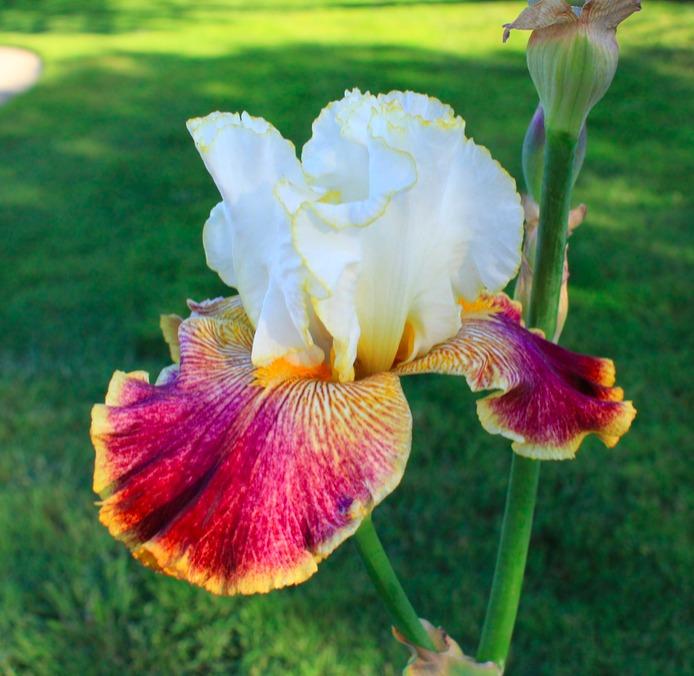 Photo of Tall Bearded Iris (Iris 'Sordid Lives') uploaded by Moiris
