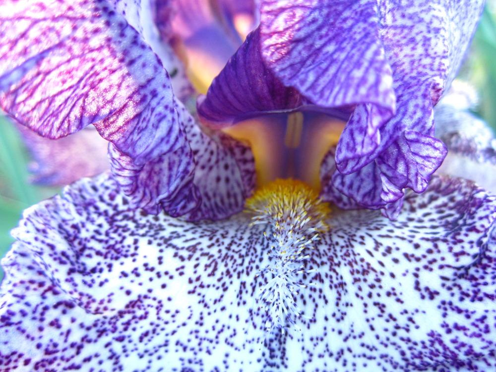 Photo of Tall Bearded Iris (Iris 'Autumn Explosion') uploaded by UndertheSun