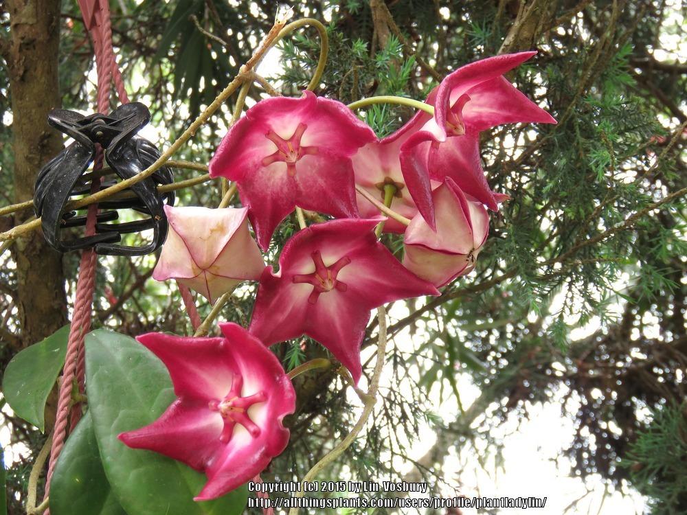 Photo of Wax Plant (Hoya macgillivrayi) uploaded by plantladylin