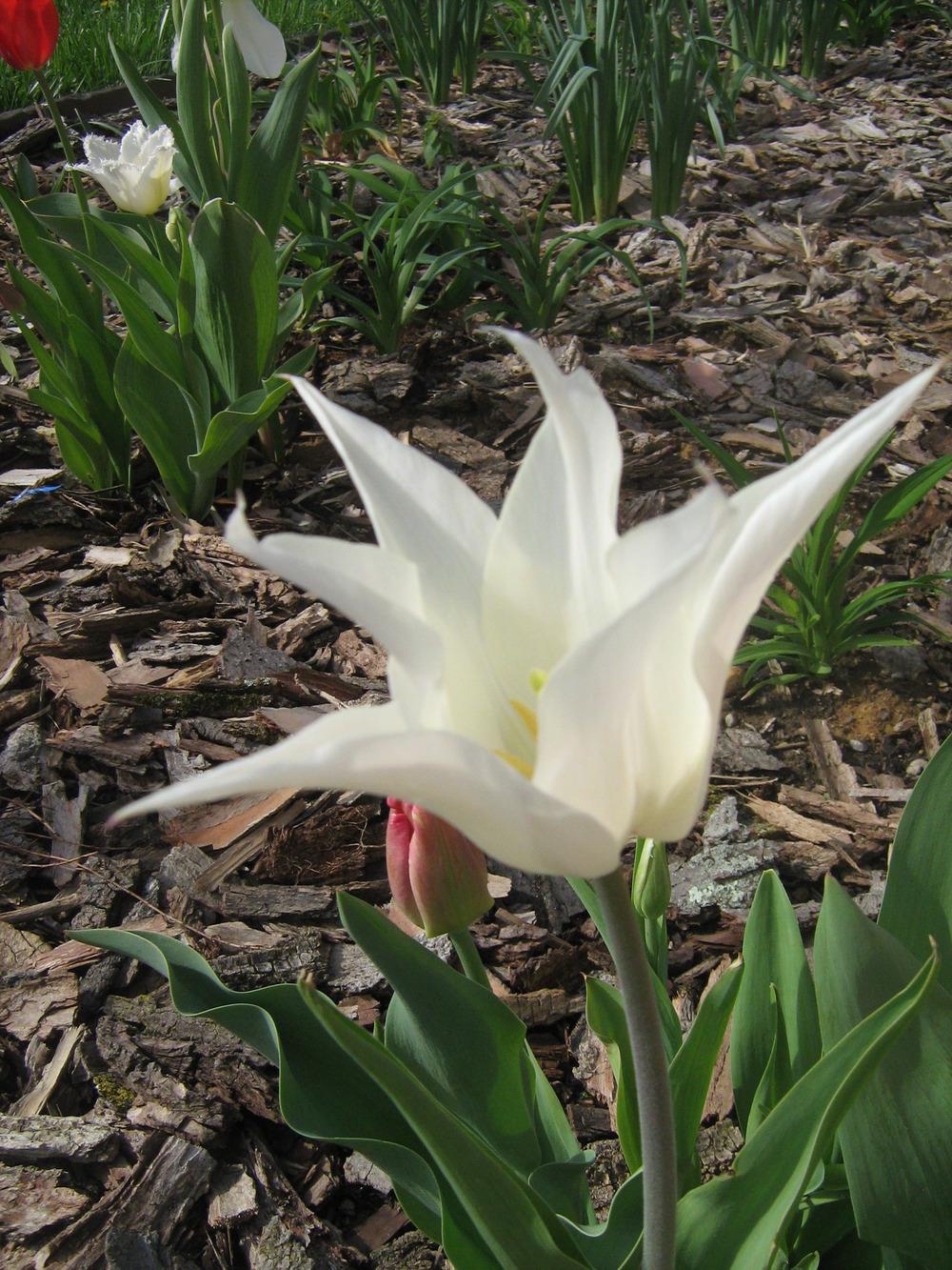 Photo of Lily-Flowered Tulip (Tulipa 'White Triumphator') uploaded by AnnaSartin