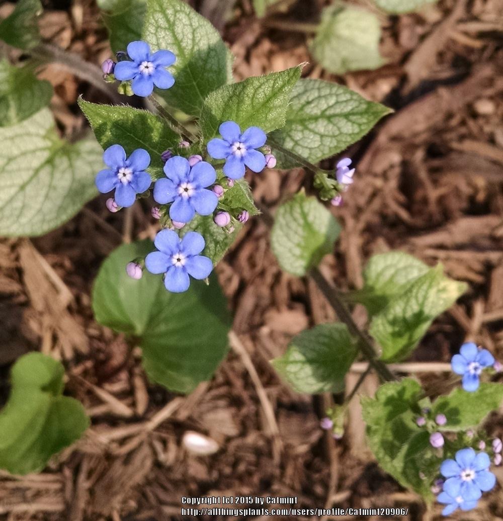Photo of Silver Siberian bugloss (Brunnera macrophylla 'Jack Frost') uploaded by Catmint20906
