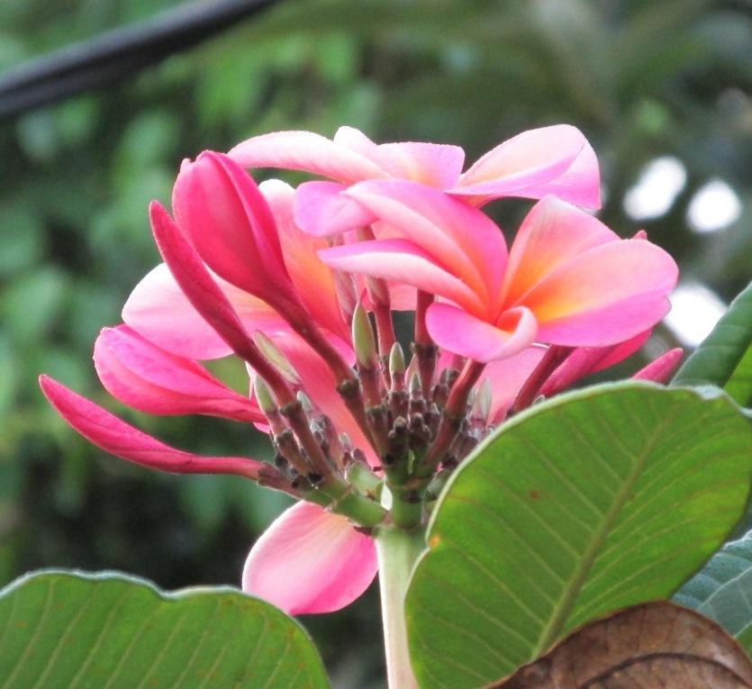 Photo of Plumeria (Plumeria rubra 'Tahitian Sunset') uploaded by Dutchlady1