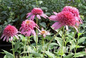 Photo of Coneflower (Echinacea 'Pink Double Delight') uploaded by Joy