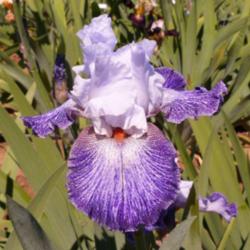 Location: Catheys Valley CA
Date: 4-16-2015
Photo courtesy of Superstition Iris Gardens, posted with permissi