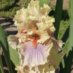 Location: Catheys Valley CA
Date: 4-16-2015
Photo courtesy of Superstition Iris Gardens, posted with permissi