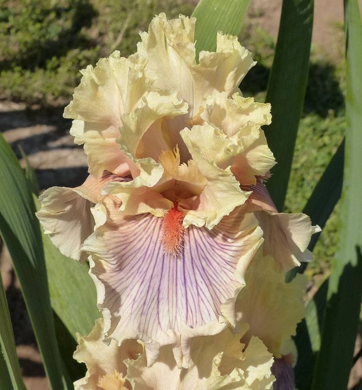 Photo of Tall Bearded Iris (Iris 'Dreamalot') uploaded by Misawa77