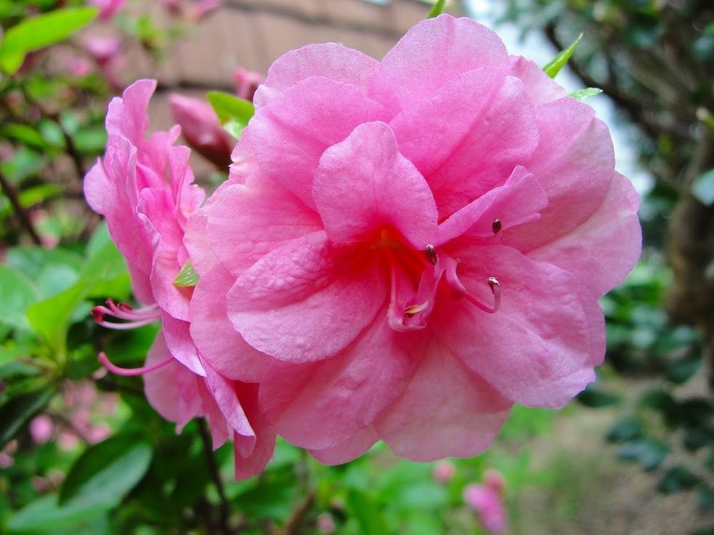 Photo of Satsuki Azalea (Rhododendron indicum) uploaded by keithp2012