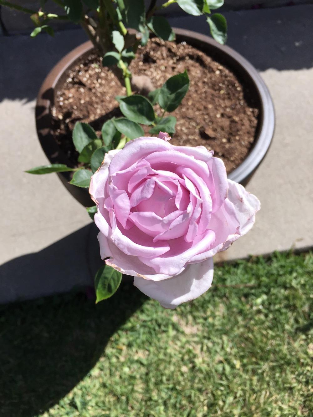 Photo of Rose (Rosa 'Blue Moon') uploaded by mattmackay22