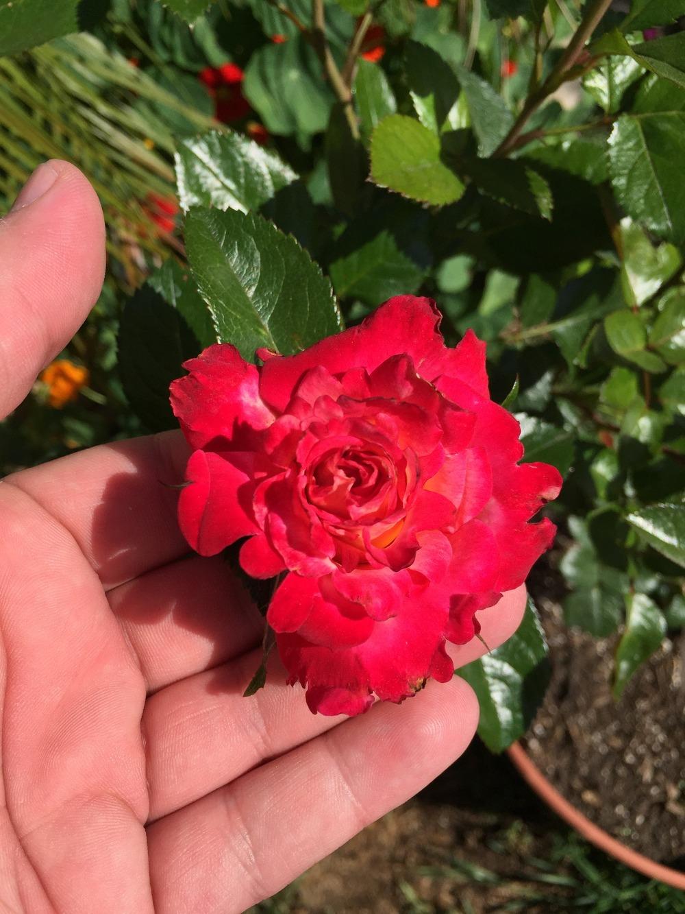 Photo of Rose (Rosa 'Dick Clark') uploaded by mattmackay22