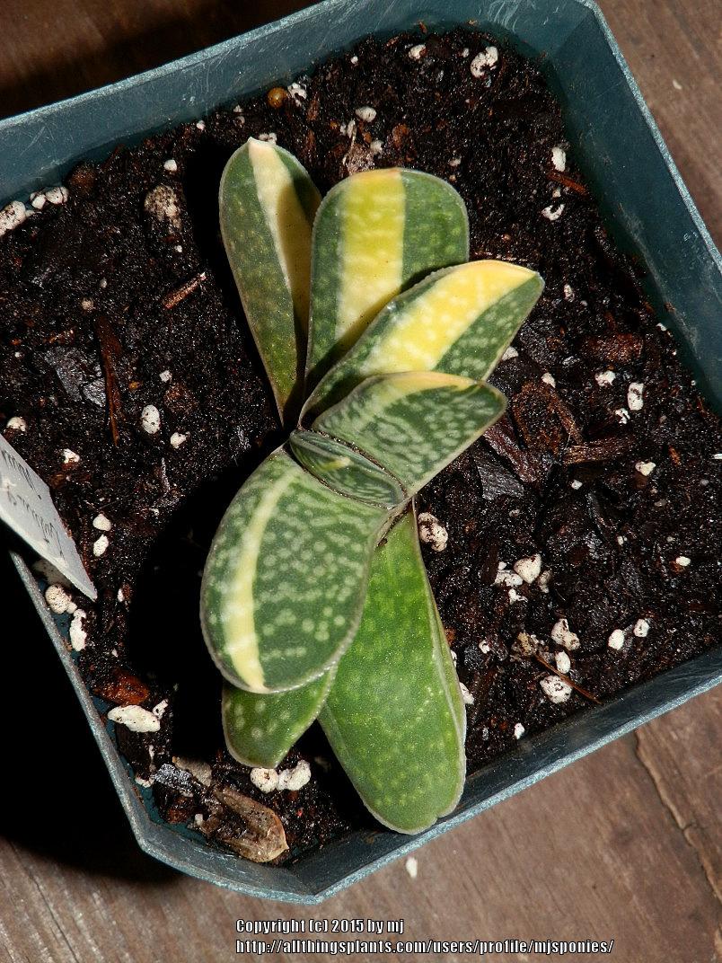 Photo of Gasteria (Gasteria gracilis 'Yellow') uploaded by mjsponies