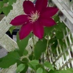 Location: Naylor, GA
Date: 4/4/2015
Clematis Rebecca leaves and bloom