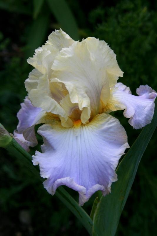 Photo of Tall Bearded Iris (Iris 'Lullaby of Spring') uploaded by Calif_Sue