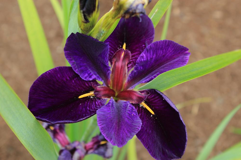 Photo of Louisiana Iris (Iris 'Black Gamecock') uploaded by DancingGenes