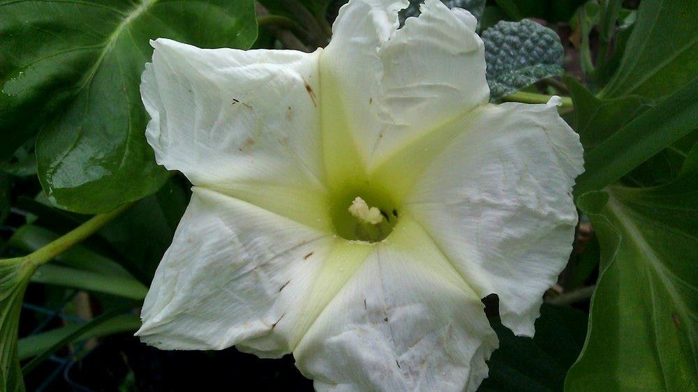 Photo of Morning Glory (Ipomoea albivenia) uploaded by Gerris2