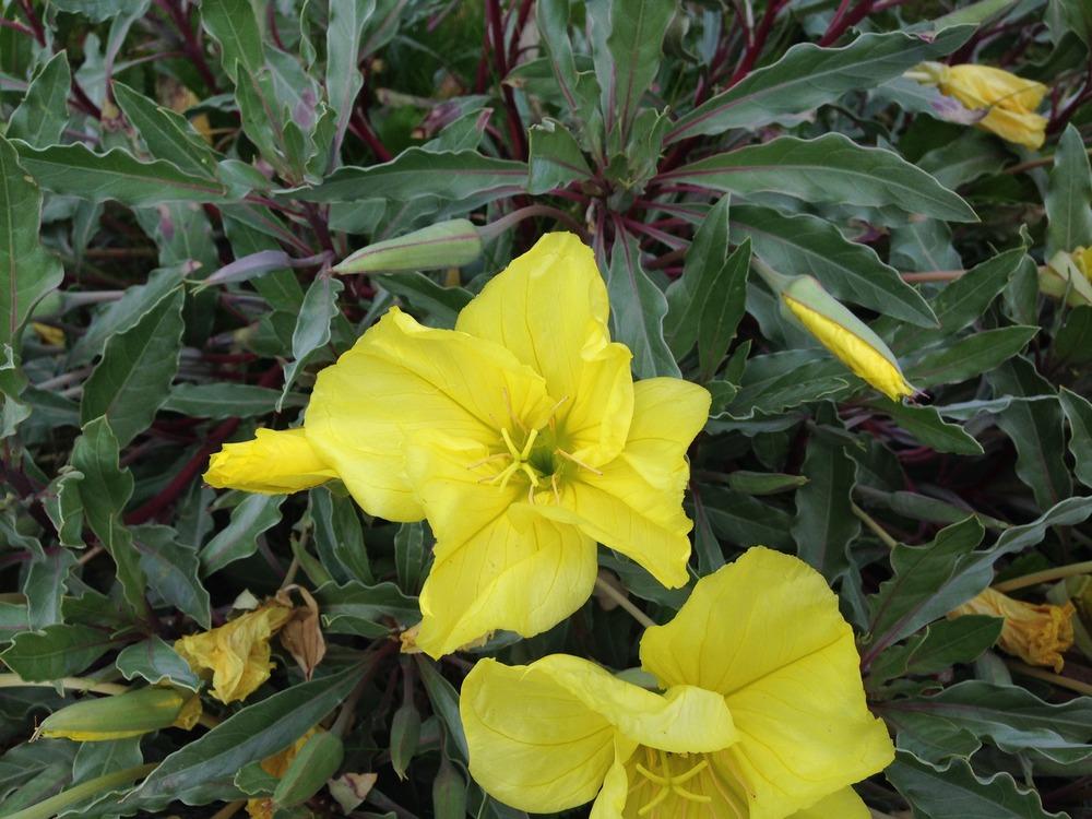 Photo of Oenotheras (Oenothera) uploaded by HamiltonSquare